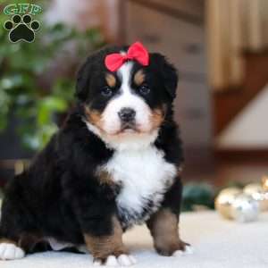 Princess Star, Bernese Mountain Dog Puppy